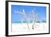 Cuba Painting - White Trees II-Philippe Hugonnard-Framed Art Print