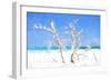 Cuba Painting - White Trees II-Philippe Hugonnard-Framed Premium Giclee Print