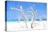 Cuba Painting - White Trees II-Philippe Hugonnard-Stretched Canvas