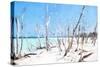 Cuba Painting - Wild Beach-Philippe Hugonnard-Stretched Canvas