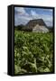 Cuba. Pinar Del Rio. Vinales. Barn Surrounded by Tobacco Fields-Inger Hogstrom-Framed Stretched Canvas