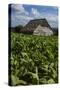 Cuba. Pinar Del Rio. Vinales. Barn Surrounded by Tobacco Fields-Inger Hogstrom-Stretched Canvas