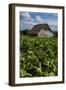 Cuba. Pinar Del Rio. Vinales. Barn Surrounded by Tobacco Fields-Inger Hogstrom-Framed Photographic Print