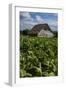 Cuba. Pinar Del Rio. Vinales. Barn Surrounded by Tobacco Fields-Inger Hogstrom-Framed Photographic Print