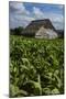 Cuba. Pinar Del Rio. Vinales. Barn Surrounded by Tobacco Fields-Inger Hogstrom-Mounted Photographic Print