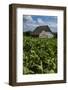 Cuba. Pinar Del Rio. Vinales. Barn Surrounded by Tobacco Fields-Inger Hogstrom-Framed Photographic Print