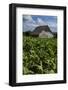 Cuba. Pinar Del Rio. Vinales. Barn Surrounded by Tobacco Fields-Inger Hogstrom-Framed Photographic Print