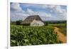 Cuba. Pinar Del Rio. Vinales. Barn Surrounded by Tobacco Fields-Inger Hogstrom-Framed Photographic Print