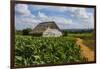 Cuba. Pinar Del Rio. Vinales. Barn Surrounded by Tobacco Fields-Inger Hogstrom-Framed Photographic Print