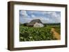 Cuba. Pinar Del Rio. Vinales. Barn Surrounded by Tobacco Fields-Inger Hogstrom-Framed Photographic Print