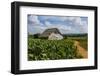 Cuba. Pinar Del Rio. Vinales. Barn Surrounded by Tobacco Fields-Inger Hogstrom-Framed Photographic Print