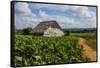 Cuba. Pinar Del Rio. Vinales. Barn Surrounded by Tobacco Fields-Inger Hogstrom-Framed Stretched Canvas