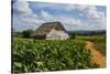 Cuba. Pinar Del Rio. Vinales. Barn Surrounded by Tobacco Fields-Inger Hogstrom-Stretched Canvas