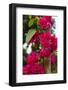 Cuba. Pinar Del Rio. Vinales. Bougainvilla-Inger Hogstrom-Framed Photographic Print