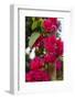 Cuba. Pinar Del Rio. Vinales. Bougainvilla-Inger Hogstrom-Framed Photographic Print