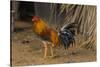 Cuba. Pinar Del Rio. Vinales. Rooster-Inger Hogstrom-Stretched Canvas