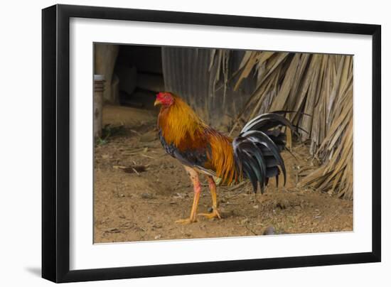 Cuba. Pinar Del Rio. Vinales. Rooster-Inger Hogstrom-Framed Photographic Print