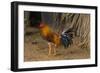 Cuba. Pinar Del Rio. Vinales. Rooster-Inger Hogstrom-Framed Photographic Print