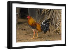 Cuba. Pinar Del Rio. Vinales. Rooster-Inger Hogstrom-Framed Photographic Print