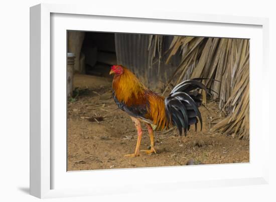 Cuba. Pinar Del Rio. Vinales. Rooster-Inger Hogstrom-Framed Photographic Print