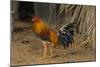 Cuba. Pinar Del Rio. Vinales. Rooster-Inger Hogstrom-Mounted Photographic Print