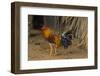 Cuba. Pinar Del Rio. Vinales. Rooster-Inger Hogstrom-Framed Photographic Print