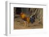 Cuba. Pinar Del Rio. Vinales. Rooster-Inger Hogstrom-Framed Photographic Print