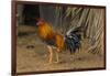 Cuba. Pinar Del Rio. Vinales. Rooster-Inger Hogstrom-Framed Photographic Print