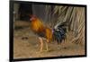 Cuba. Pinar Del Rio. Vinales. Rooster-Inger Hogstrom-Framed Photographic Print