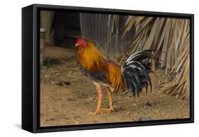 Cuba. Pinar Del Rio. Vinales. Rooster-Inger Hogstrom-Framed Stretched Canvas