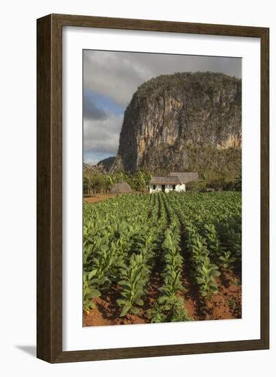 Cuba, Vinales. a Field of Tobacco Ready for Harvesting on a Farm in the Valley-Brenda Tharp-Framed Photographic Print