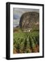 Cuba, Vinales. a Field of Tobacco Ready for Harvesting on a Farm in the Valley-Brenda Tharp-Framed Photographic Print