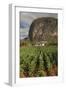 Cuba, Vinales. a Field of Tobacco Ready for Harvesting on a Farm in the Valley-Brenda Tharp-Framed Photographic Print