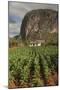 Cuba, Vinales. a Field of Tobacco Ready for Harvesting on a Farm in the Valley-Brenda Tharp-Mounted Photographic Print