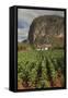 Cuba, Vinales. a Field of Tobacco Ready for Harvesting on a Farm in the Valley-Brenda Tharp-Framed Stretched Canvas