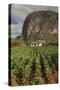 Cuba, Vinales. a Field of Tobacco Ready for Harvesting on a Farm in the Valley-Brenda Tharp-Stretched Canvas