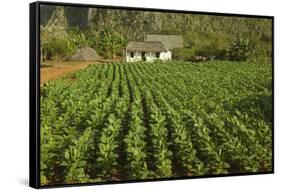 Cuba, Vinales. a Field of Tobacco Ready for Harvesting on a Farm in the Valley-Brenda Tharp-Framed Stretched Canvas