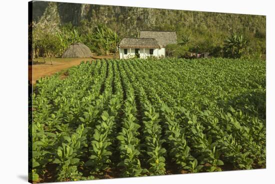 Cuba, Vinales. a Field of Tobacco Ready for Harvesting on a Farm in the Valley-Brenda Tharp-Stretched Canvas