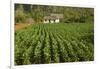 Cuba, Vinales. a Field of Tobacco Ready for Harvesting on a Farm in the Valley-Brenda Tharp-Framed Photographic Print