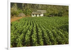 Cuba, Vinales. a Field of Tobacco Ready for Harvesting on a Farm in the Valley-Brenda Tharp-Framed Photographic Print