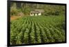 Cuba, Vinales. a Field of Tobacco Ready for Harvesting on a Farm in the Valley-Brenda Tharp-Framed Photographic Print