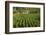 Cuba, Vinales. a Field of Tobacco Ready for Harvesting on a Farm in the Valley-Brenda Tharp-Framed Photographic Print