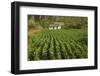 Cuba, Vinales. a Field of Tobacco Ready for Harvesting on a Farm in the Valley-Brenda Tharp-Framed Photographic Print