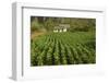 Cuba, Vinales. a Field of Tobacco Ready for Harvesting on a Farm in the Valley-Brenda Tharp-Framed Photographic Print