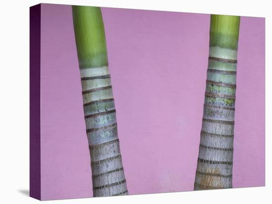 Cuba, Vinales. rings on trunks of palm trees in front of pink wall.-Merrill Images-Stretched Canvas