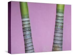 Cuba, Vinales. rings on trunks of palm trees in front of pink wall.-Merrill Images-Stretched Canvas