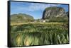 Cuba, Vinales. Tobacco Leaves Dry Outdoors on Racks on a Traditional Farm-Brenda Tharp-Framed Stretched Canvas