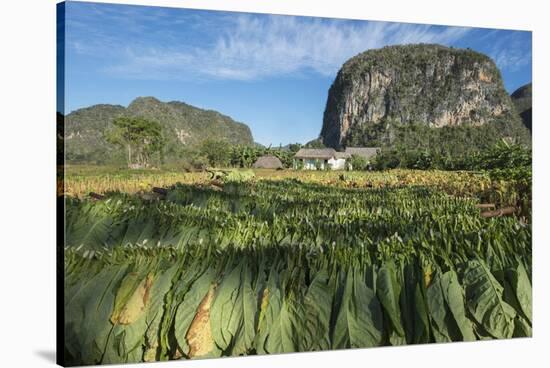 Cuba, Vinales. Tobacco Leaves Dry Outdoors on Racks on a Traditional Farm-Brenda Tharp-Stretched Canvas