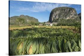 Cuba, Vinales. Tobacco Leaves Dry Outdoors on Racks on a Traditional Farm-Brenda Tharp-Stretched Canvas