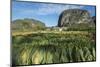 Cuba, Vinales. Tobacco Leaves Dry Outdoors on Racks on a Traditional Farm-Brenda Tharp-Mounted Photographic Print